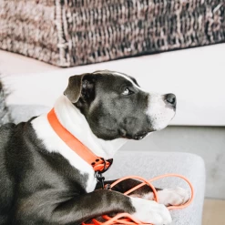 Kentucky Dogwear Sleeplijn Soft Rubber -Geschäft Für Tierbedarf Z7hJO4U8M4yO4VCMyrYAsUNetjfxHP metaS2VudHVja3ktRG9nd2Vhci1TbGVlcGxpam4tU29mdC1SdWJiZXItb3JhbmdlLXNmZWVyLTMucG5n