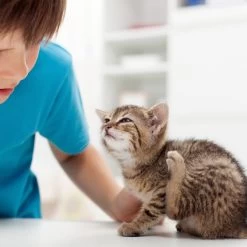 Beaphar Fiprotec Spray 13 Beaphar Fiprotec Spray -Geschäft Für Tierbedarf beaphar fiprotec spray 213596 2000 none