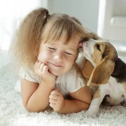 Beaphar Fiprotec Spray 14 Beaphar Fiprotec Spray -Geschäft Für Tierbedarf beaphar fiprotec spray 213632 2000 none