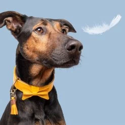 DWAM Bibi Halsband -Geschäft Für Tierbedarf dwam bibi halsband 186283 1000 none