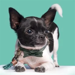 DWAM Halsband Bowie -Geschäft Für Tierbedarf dwam bowie halsband 186562 1000 none