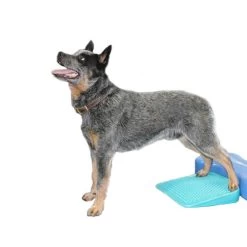 FitPAWS Balance Ramp -Geschäft Für Tierbedarf fitpaws balance ramp 176143 0500 none