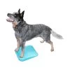 FitPAWS Balance Ramp 2 FitPAWS Balance Ramp -Geschäft Für Tierbedarf fitpaws balance ramp 35 cm 106690 1500 none