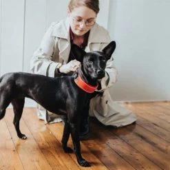 Hunter Halsband Divo -Geschäft Für Tierbedarf hunter halsband divo 208013 0500 none