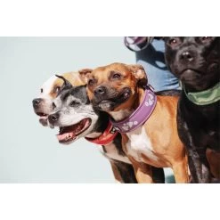 Hurtta Weekend Warrior Collar 24 Hurtta Weekend Warrior Collar -Geschäft Für Tierbedarf hurtta weekend warrior collar 189084 0500 none