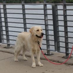 KONG Rope Leash - Zwart -Geschäft Für Tierbedarf kong rope leash 194549 1000 none