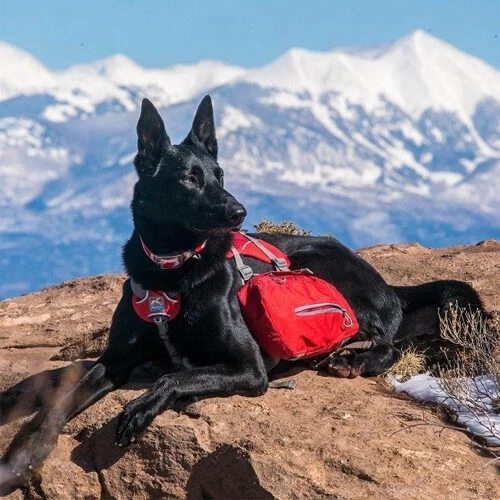 Kurgo Baxter Backpack 5 Kurgo Baxter Backpack - Afbeelding 3