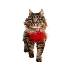 Medical Pet Shirt Kat -Geschäft Für Tierbedarf medical pet shirt kat 167404 1000 none