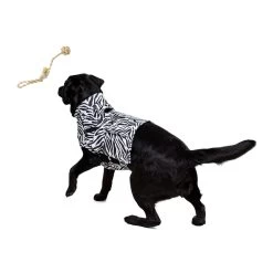 Medical Pet Top Shirt - Zebraprint -Geschäft Für Tierbedarf medical pet top shirt zebraprint 150701 1000 none