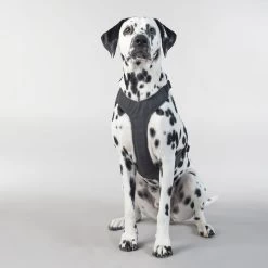 PAIKKA Visibility Harness -Geschäft Für Tierbedarf paikka visibility harness 217809 2000 none