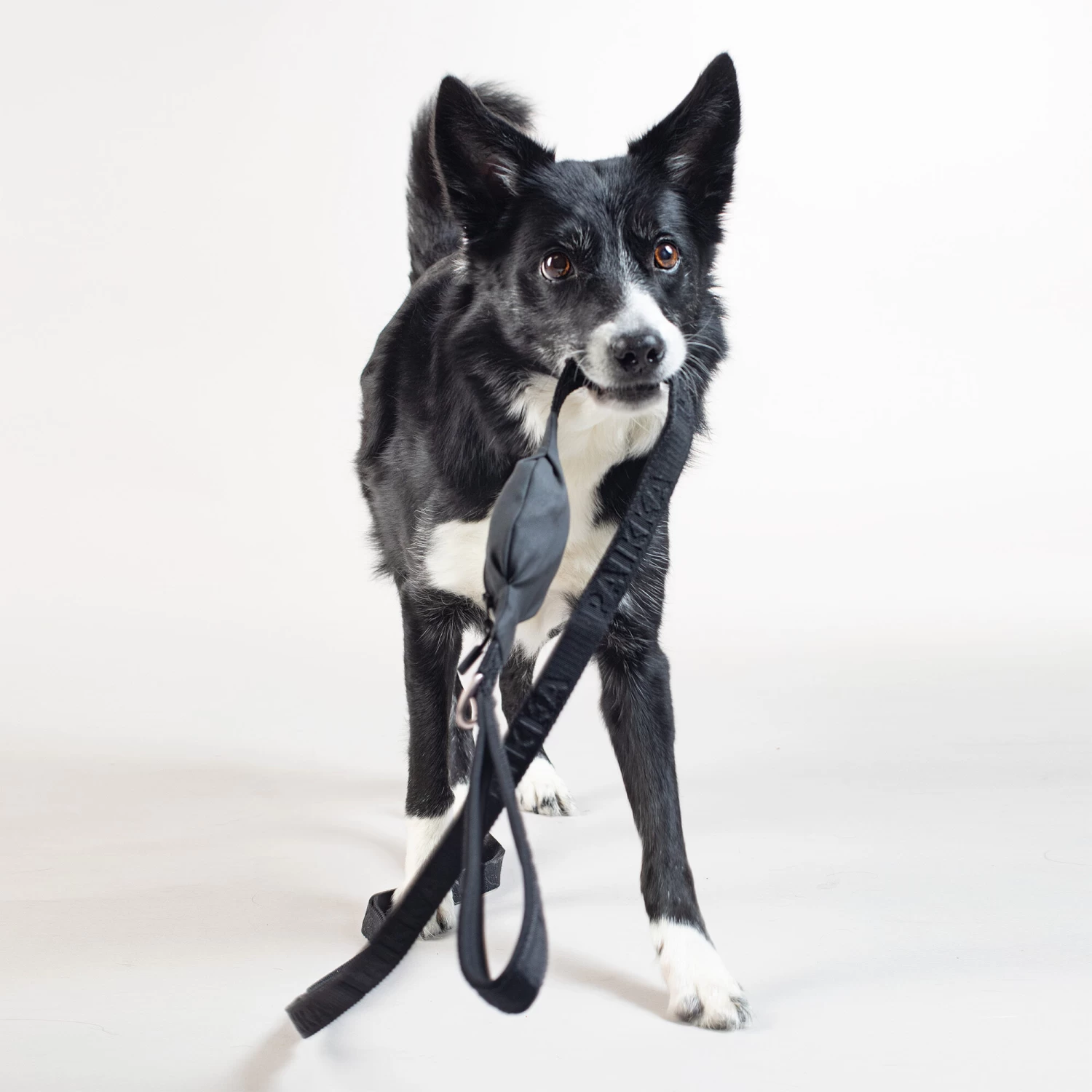 PAIKKA Visibility Leash 9 PAIKKA Visibility Leash - Afbeelding 7