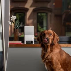 Petcube Bites 2 Lite -Geschäft Für Tierbedarf petcube bites 2 lite 221205 0500 none