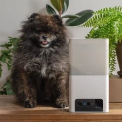 Petcube Bites 2 Lite -Geschäft Für Tierbedarf petcube bites 2 lite 221206 0500 none