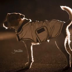 Kentucky Dog Coat Reflective & Waterrepellent -Geschäft Für Tierbedarf prod 15746 219015 0500 none