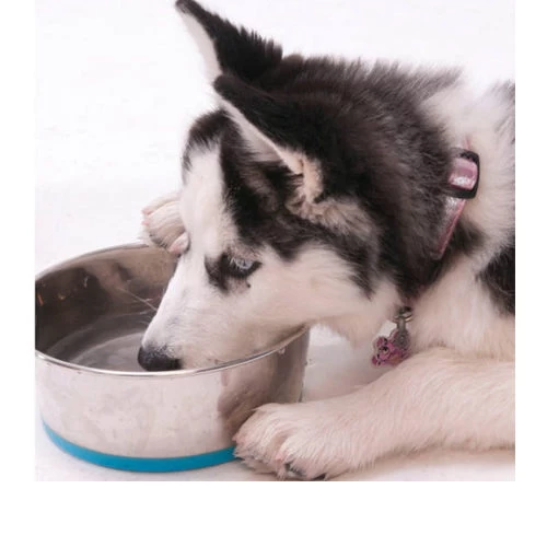 Rogz Slurp Bowlz 12 Rogz Slurp Bowlz - Afbeelding 10