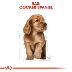 Royal Canin Cocker Puppy - Hondenvoer -Geschäft Für Tierbedarf royal canin cocker puppy hondenvoer 138232 1000 none