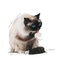 Royal Canin Hairball Care In Jelly - Kattenvoer -Geschäft Für Tierbedarf royal canin hairball care in jelly kattenvoer 224004 0500 none