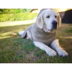 Siccaro WetDog SupremePro 2.0 -Geschäft Für Tierbedarf siccaro wetdog supremepro 20 216998 2000 none