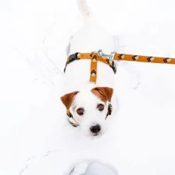 Woolly Wolf Sea To Summit Hondenriem -Geschäft Für Tierbedarf woolly wolf sea to summit hondenriem 194837 1000 none