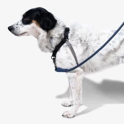 Zee.Dog Soft Walk Harness -Geschäft Für Tierbedarf zeedog soft walk harness 200684 1000 none
