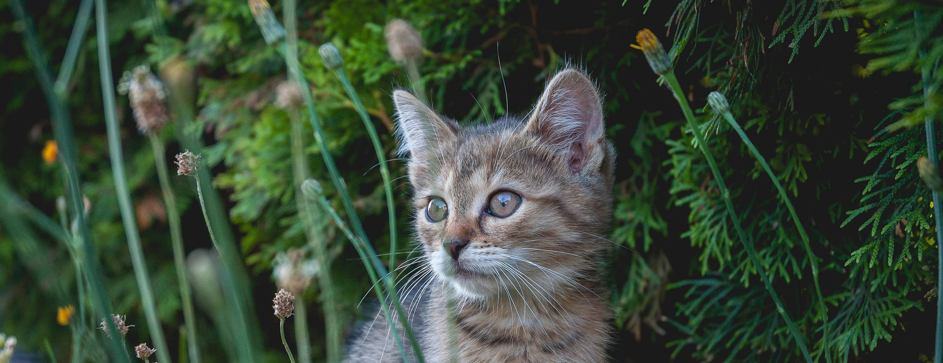 Geschäft Für Tierbedarf -Geschäft Für Tierbedarf cat 7300029 1920