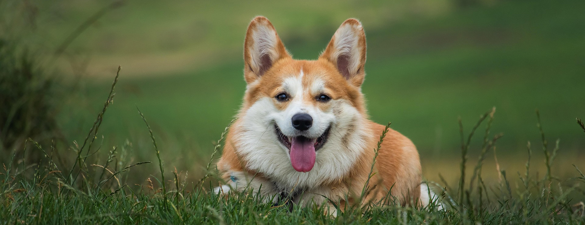 Geschäft Für Tierbedarf -Geschäft Für Tierbedarf dog 6389277 1920